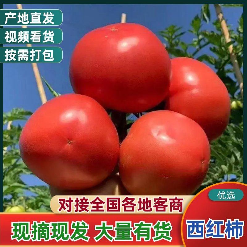 山东聊城西红柿硬粉西红柿沙瓤番茄基地直发一手货源