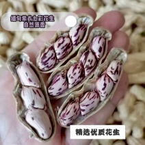 缅甸紫衣七彩花生带壳干花生，颗粒饱满炒货/零食专用