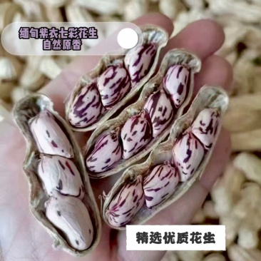 缅甸紫衣七彩花生带壳干花生，颗粒饱满炒货/零食专用