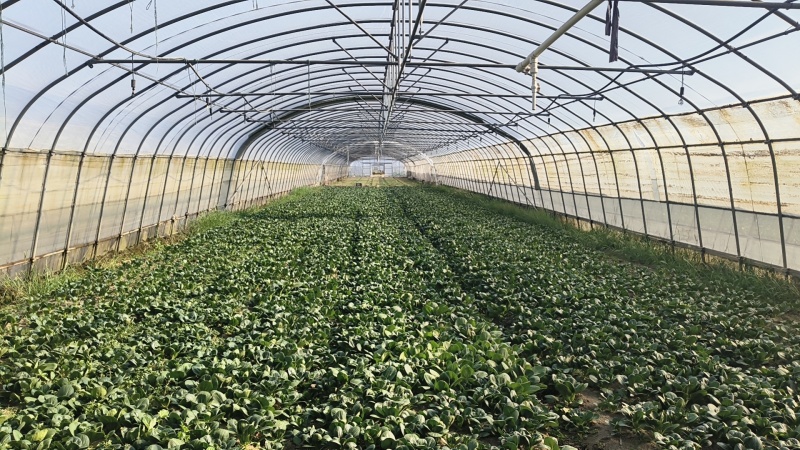 当季大棚大量矮脚菜，需要可以咨询联系我排单收割