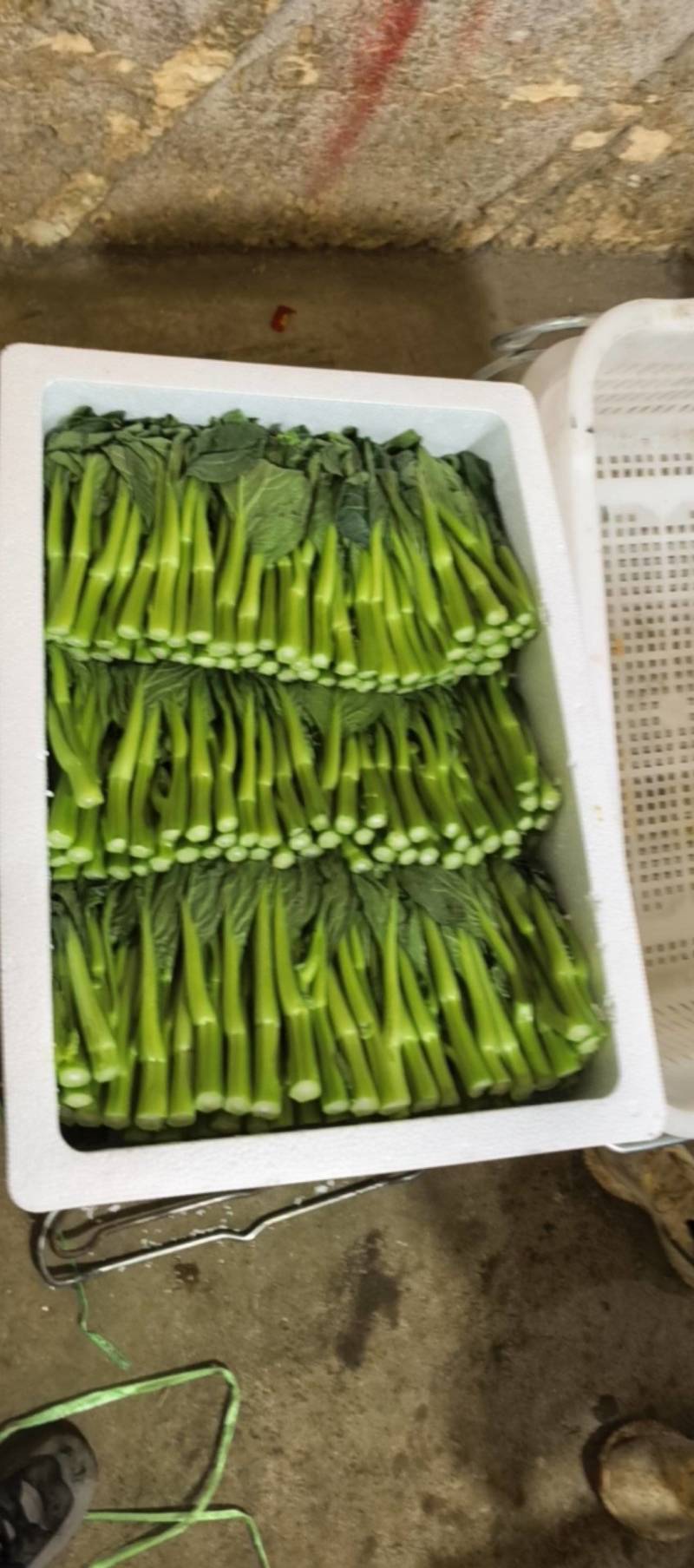 精品菜心