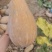 云南河口密本南瓜产地直发