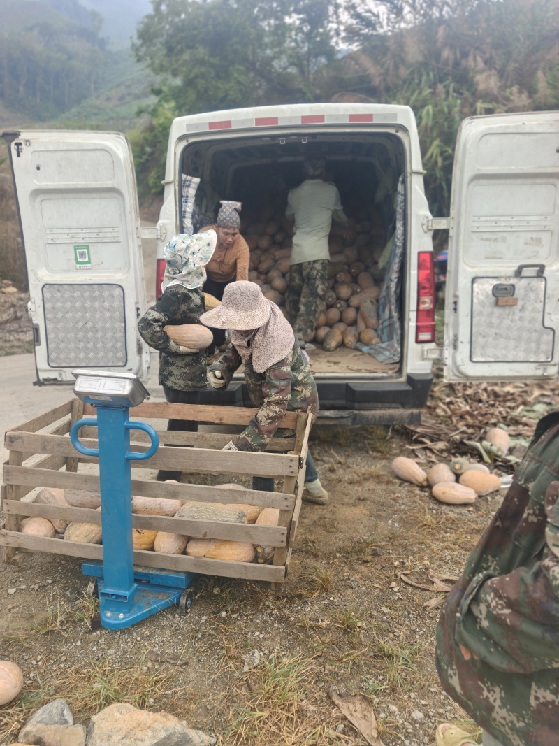 云南河口密本南瓜产地直发