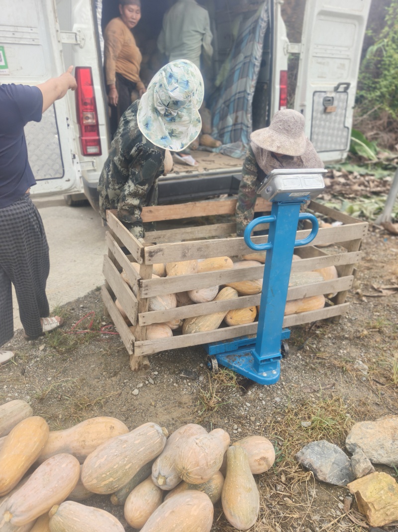 云南河口密本南瓜产地直发