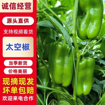 【太空椒】方椒圆椒灯笼椒山东产地直发鲜辣椒