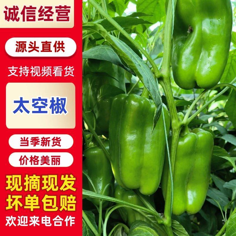 【太空椒】方椒圆椒灯笼椒山东产地直发鲜辣椒
