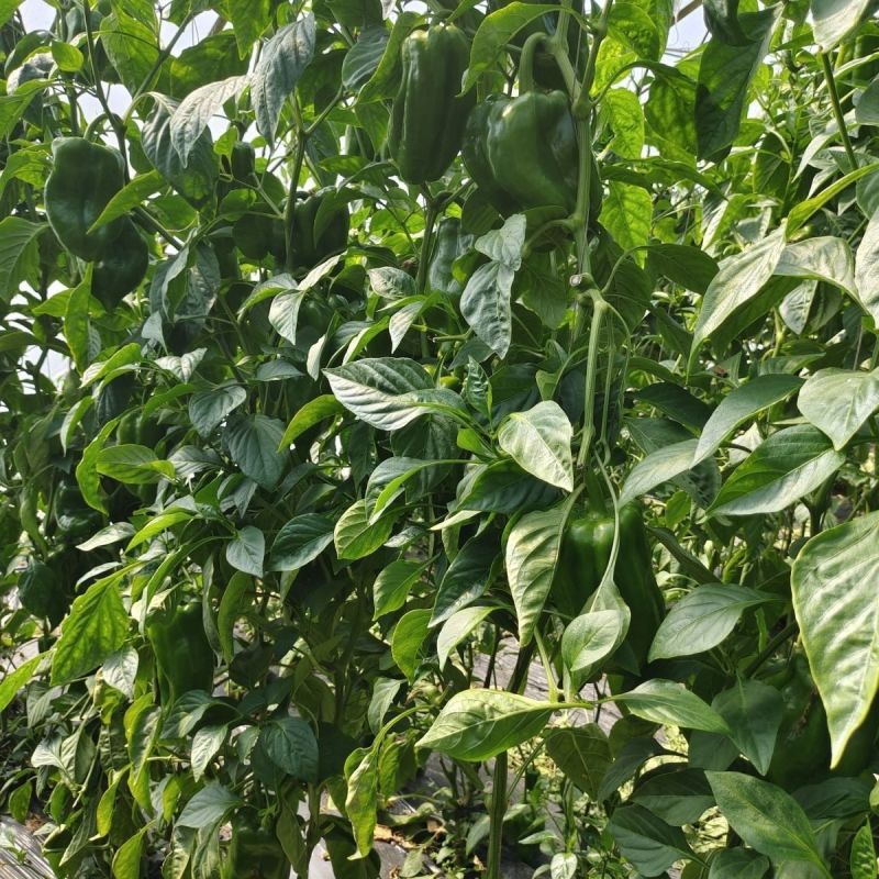 【太空椒】方椒圆椒灯笼椒山东产地直发鲜辣椒