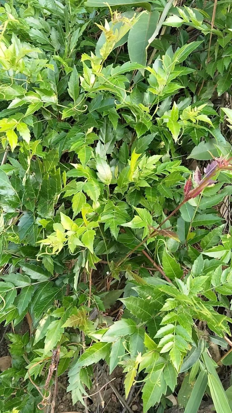 广西藤茶，野生藤茶茶叶茶
