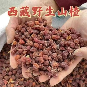 西藏野生小山楂中药材泡水正品南山楂野山楂云南中药材批发