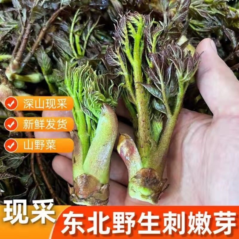 辽宁野生刺嫩芽新鲜上市大量有货现摘现发