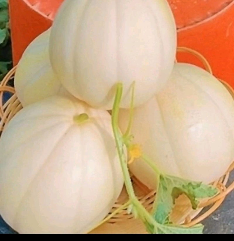 优质白玉香瓜产地直批新鲜采摘口感佳量大价优