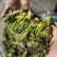 辽宁野生刺嫩芽新鲜上市大量有货现摘现发