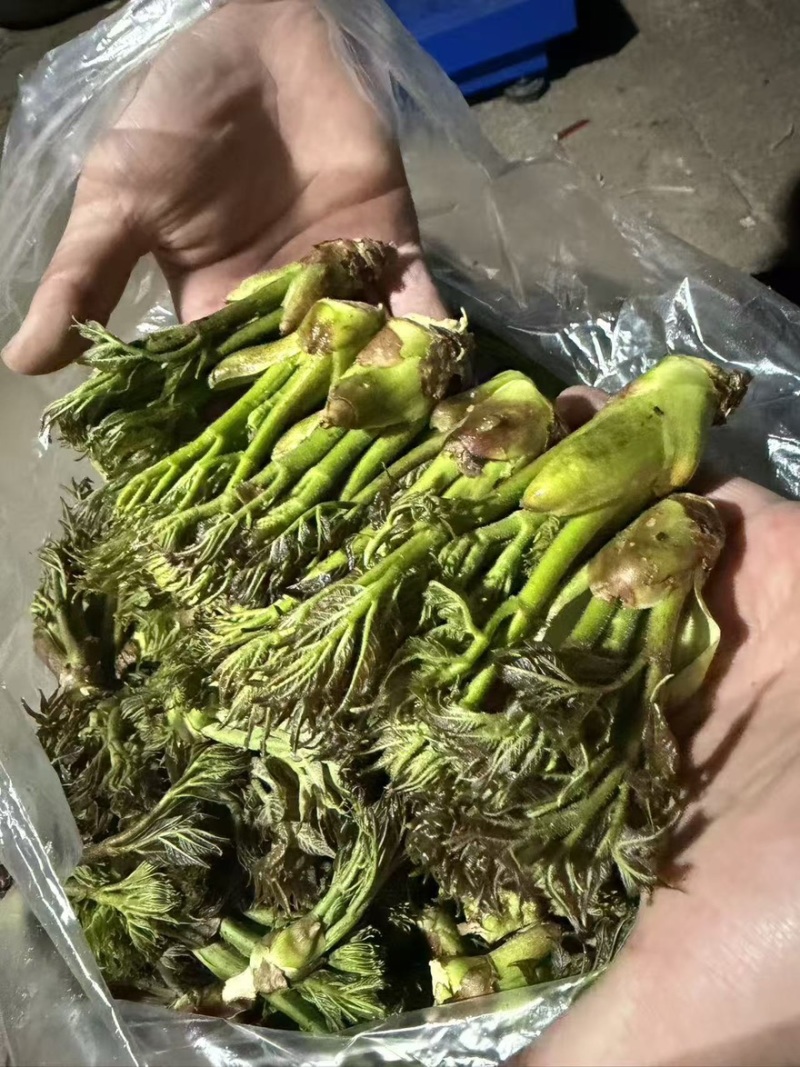 辽宁野生刺嫩芽新鲜上市大量有货现摘现发