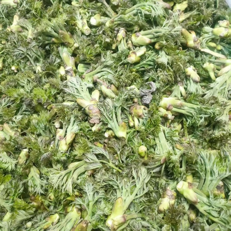 辽宁野生刺嫩芽新鲜上市大量有货现摘现发