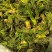 辽宁野生刺嫩芽新鲜上市大量有货现摘现发