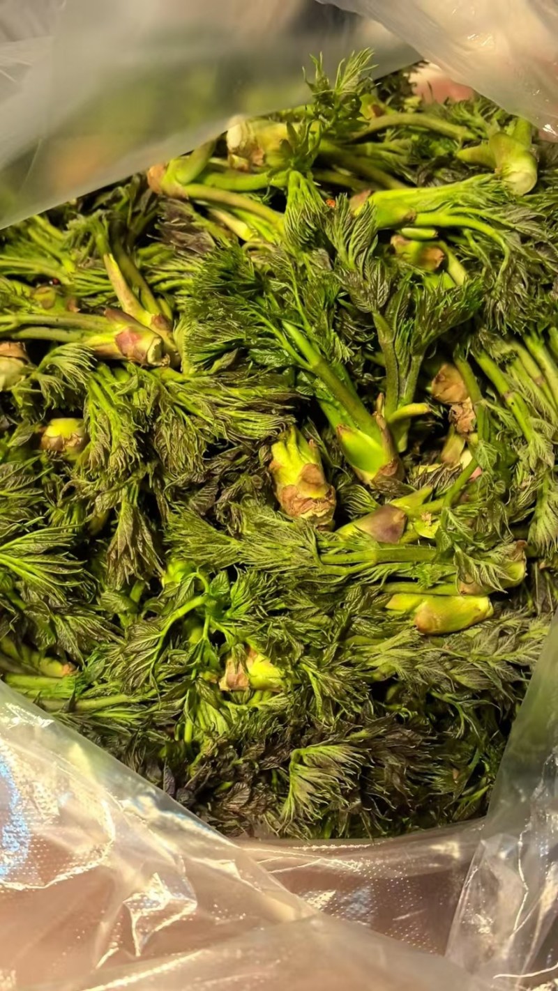 辽宁野生刺嫩芽新鲜上市大量有货现摘现发