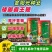 矮脚霸王鞭芝麻种子中早熟杂交一代白芝麻种子茎秆粗壮不倒伏