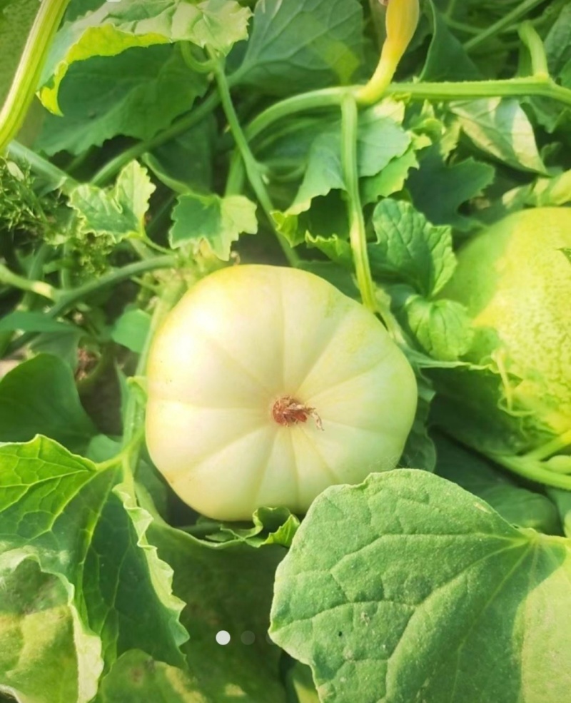优质白玉香瓜产地直批新鲜采摘口感佳量大价优