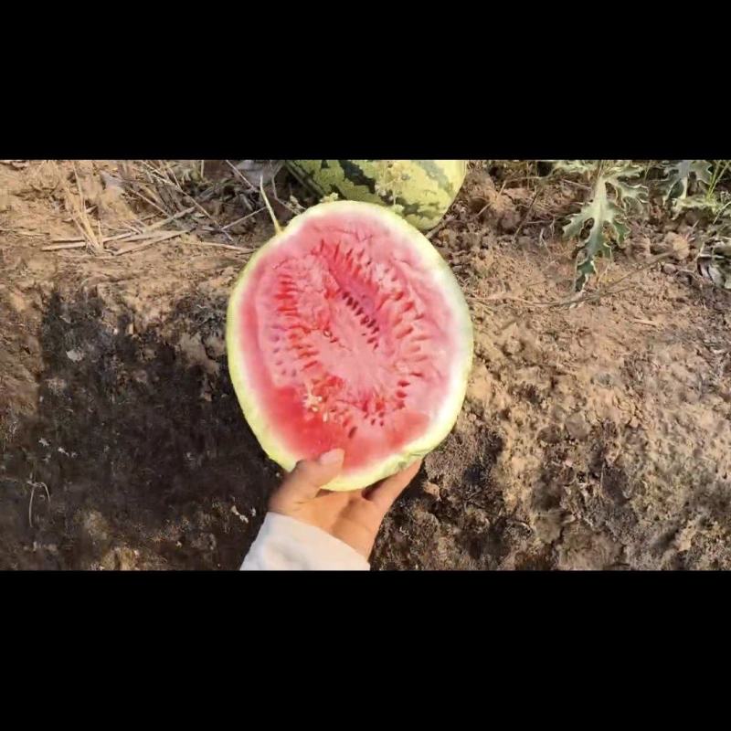 云南沙地西瓜产地直发供应全国渠道