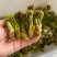 辽宁野生刺嫩芽新鲜上市大量有货现摘现发