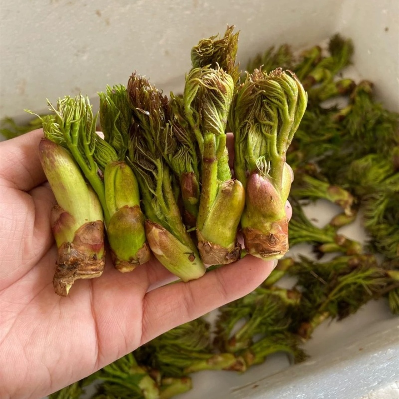 辽宁野生刺嫩芽新鲜上市大量有货现摘现发