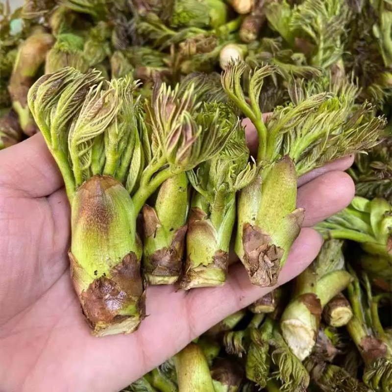 辽宁野生刺嫩芽新鲜上市大量有货现摘现发