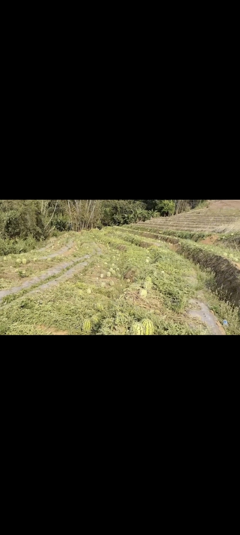 云南沙地西瓜产地直发供应全国渠道