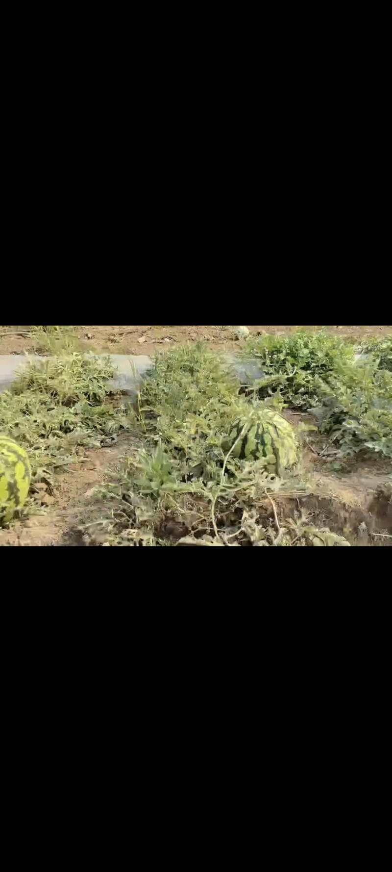 云南沙地西瓜产地直发供应全国渠道