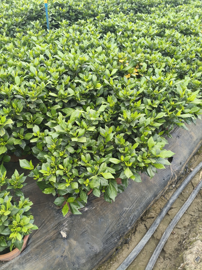 栀子花好货