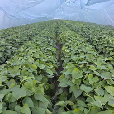 河南濮阳红薯苗红瑶苗百薯一号大型育苗基地200多个大棚