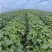 河南濮阳红薯苗红瑶苗百薯一号大型育苗基地200多个大棚