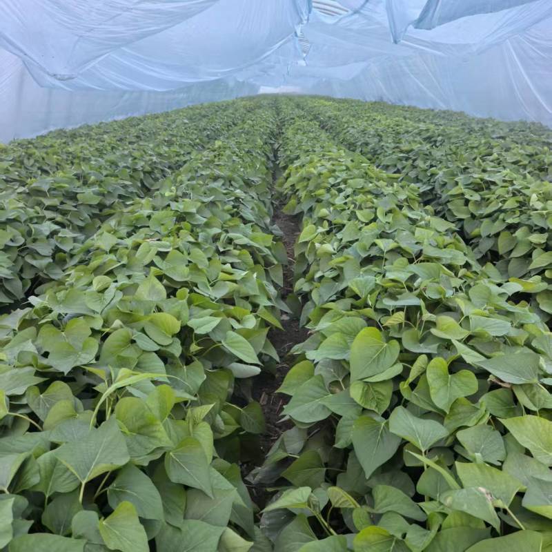 河南濮阳红薯苗红瑶苗百薯一号大型育苗基地200多个大棚