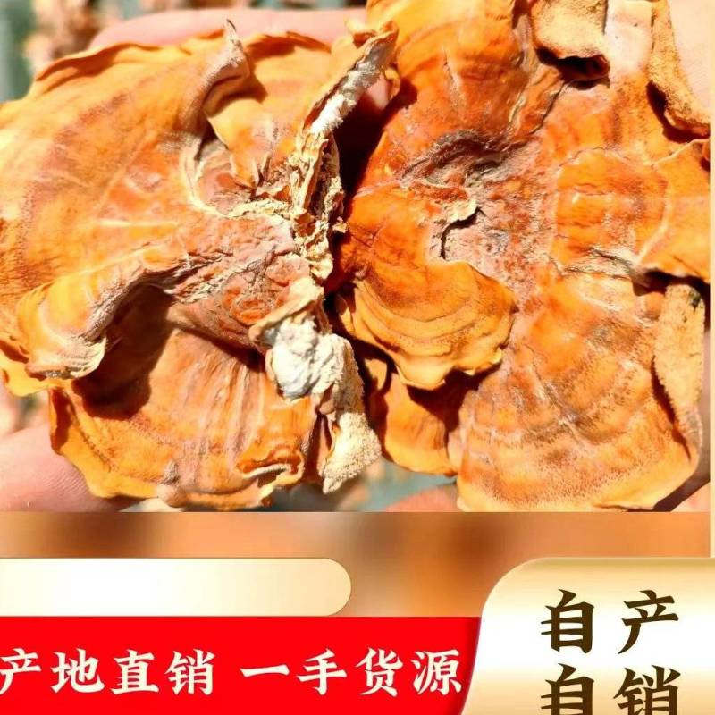 【推荐】2026年榆耳菌、灵芝菇、竹灵芝产地直销一手货源