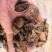 樹熟烘干无花果饼