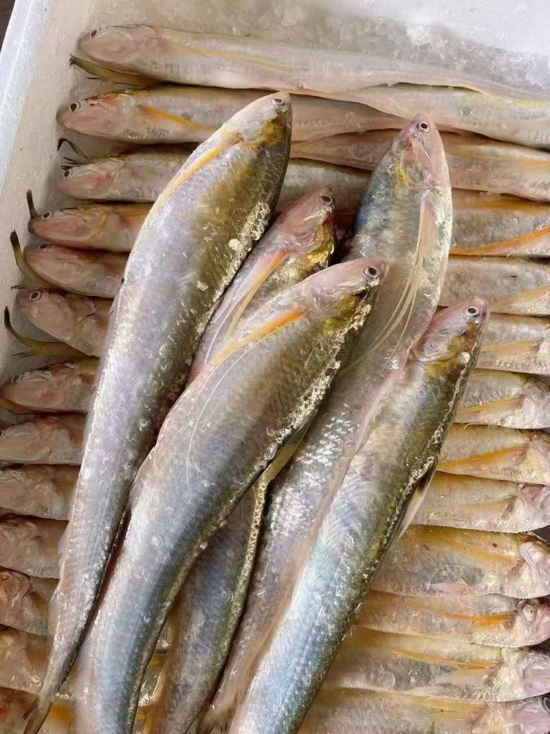 刀鱼陷饺子馅大量供应可视频看货厂家直发欢迎来电采购