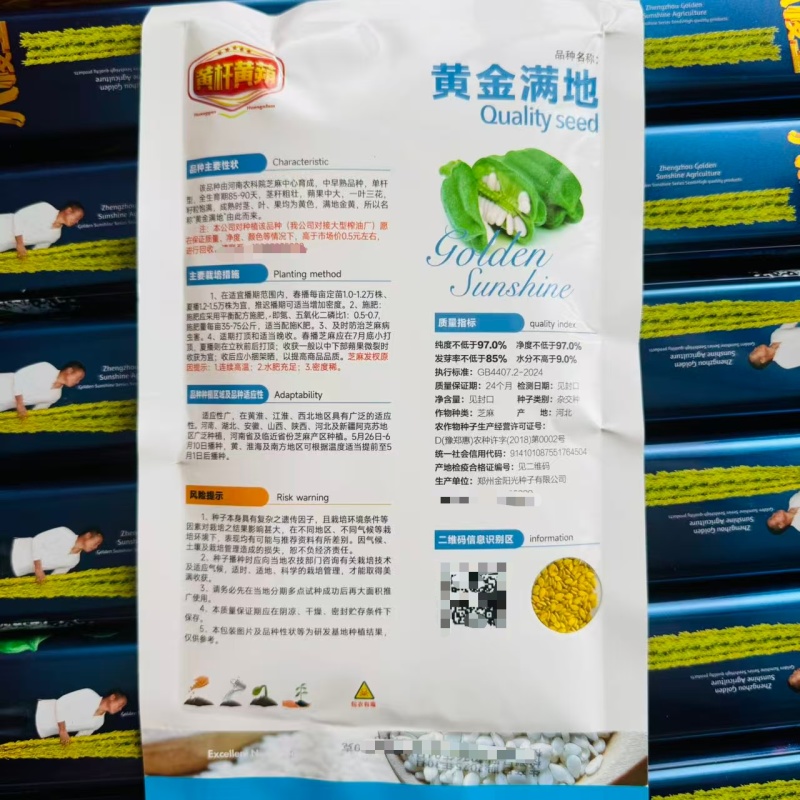 黄金满地芝麻种子早熟三黄白芝麻种籽高产黄杆黄蒴芝麻种子
