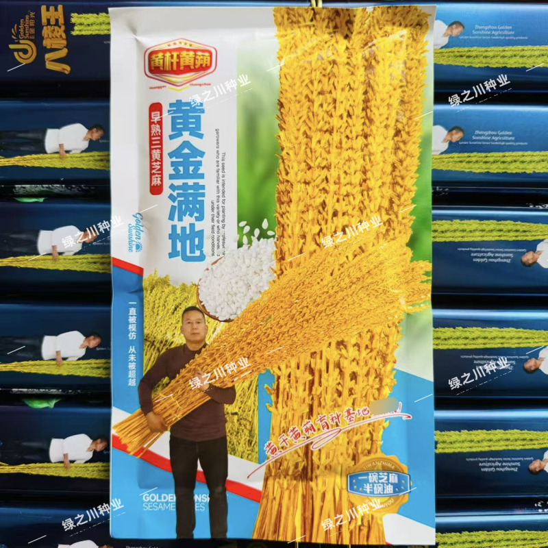 黄金满地芝麻种子早熟三黄白芝麻种籽高产黄杆黄蒴芝麻种子