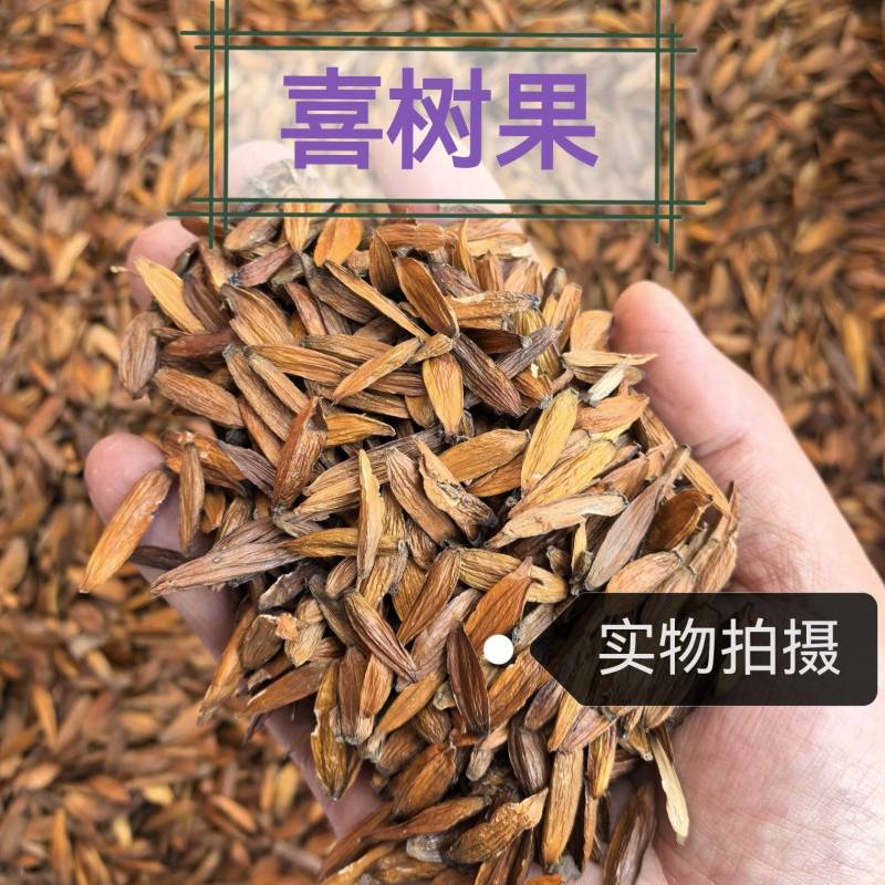 喜树果中药材喜树果新鲜干货中草药材无硫干净