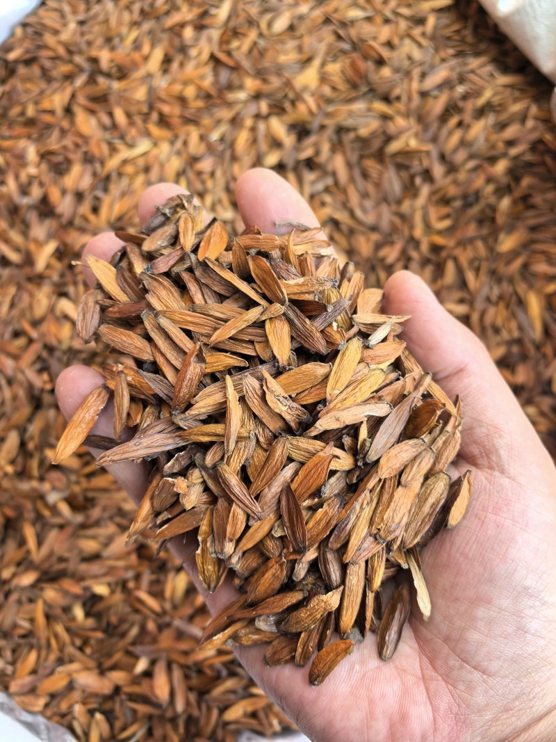 喜树果中药材喜树果新鲜干货中草药材无硫干净