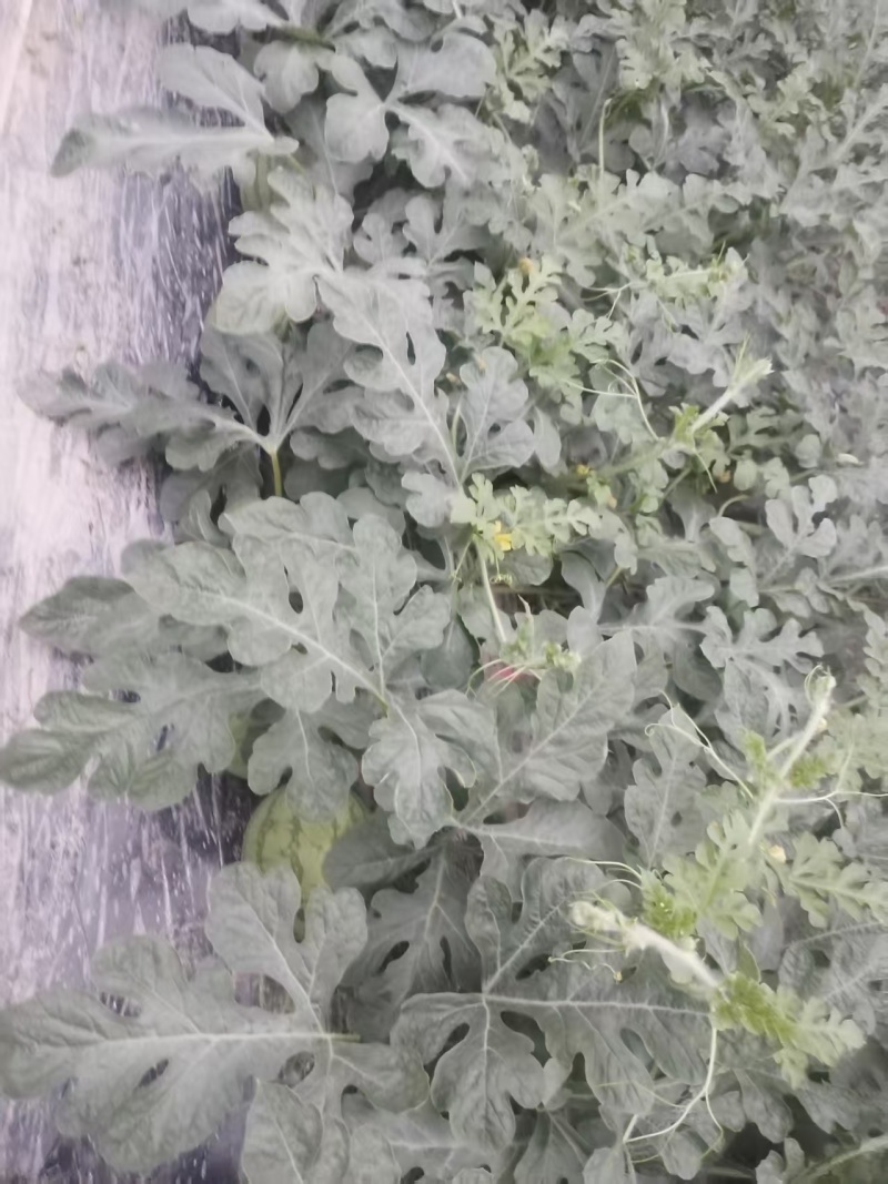 湖北嘉秀6号西瓜，产地直发，品质保证，量大从优，欢迎来电
