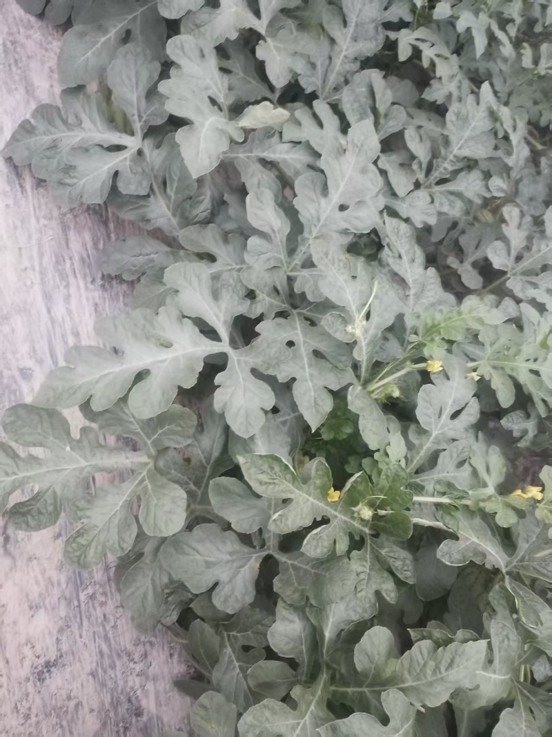 湖北嘉秀6号西瓜，产地直发，品质保证，量大从优，欢迎来电