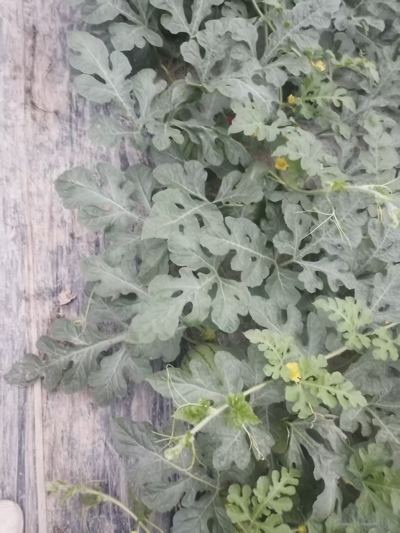 湖北嘉秀6号西瓜，产地直发，品质保证，量大从优，欢迎来电