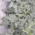 精品小瓜嘉秀西瓜大量供应，全国发货，可对接各大电商商超