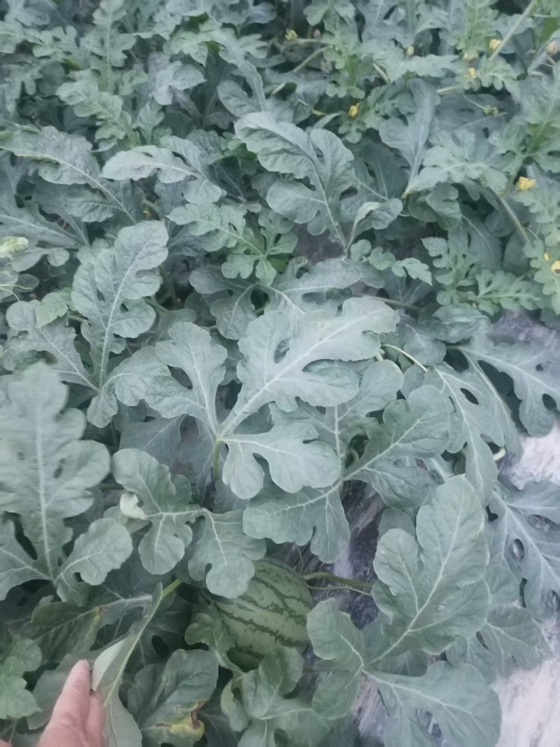 精品小瓜嘉秀西瓜大量供应，全国发货，可对接各大电商商超
