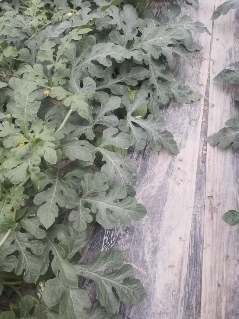 精品小瓜嘉秀西瓜大量供应，全国发货，可对接各大电商商超