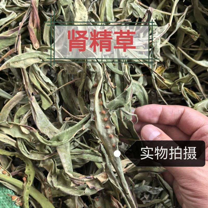 肾精草中药材干净无杂无硫正品保障肾精草中药材