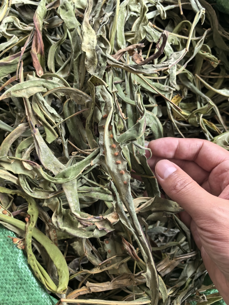 肾精草中药材干净无杂无硫正品保障肾精草中药材