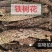 铁树花中药材自然晾晒干净无硫正品中药材铁树花