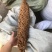 铁树花中药材自然晾晒干净无硫正品中药材铁树花