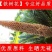 铁树花中药材自然晾晒干净无硫正品中药材铁树花